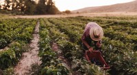 Ci uniamo alla preoccupazione delle associazioni ambientaliste ed agroalimentari per i decreti sulle New Breeding Techniques, in vista del voto del 13 gennaio in Commissione Agricoltura della Camera. L’approvazione dei […]